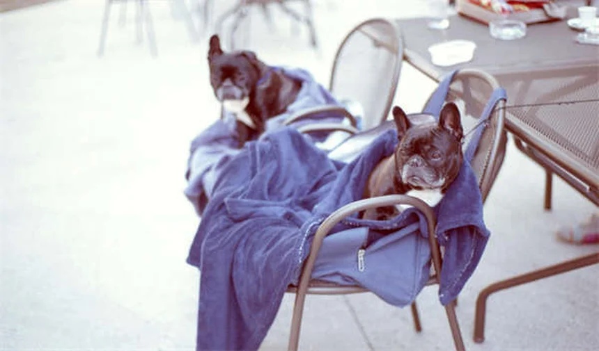 知らない犬との正しい接し方【飼い主必見のDos and Don'ts】