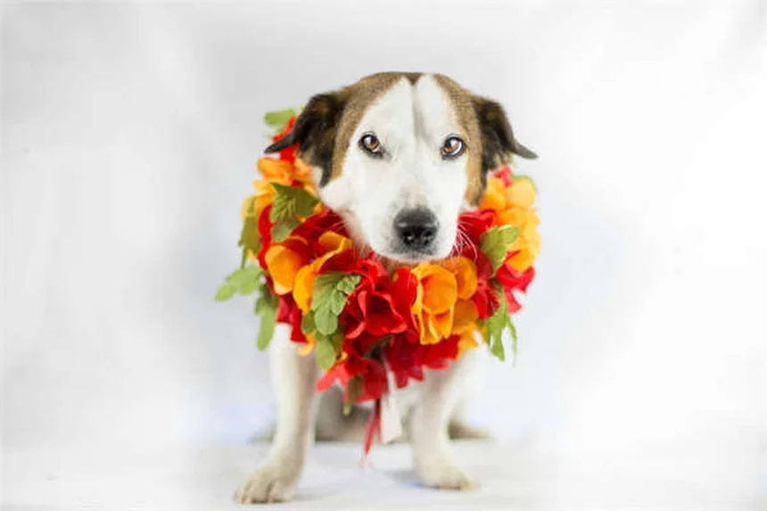 知らない犬との正しい接し方【飼い主必見のDos and Don'ts】