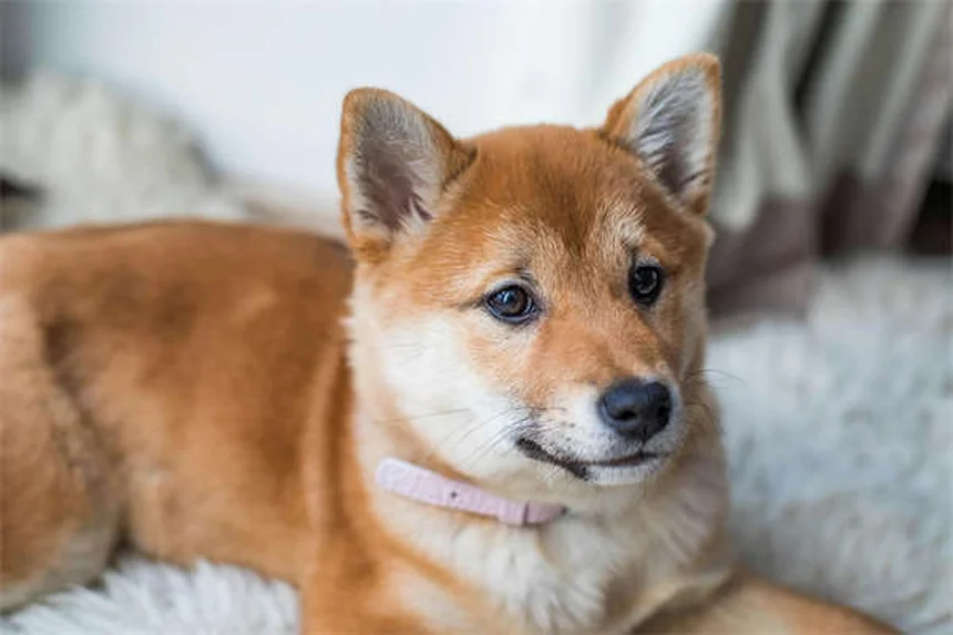 タムスロシンの効果と使い方｜犬猫の泌尿器トラブルに