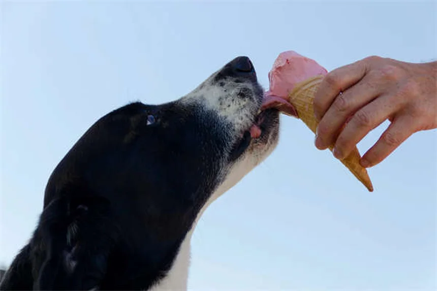 タムスロシンの効果と使い方｜犬猫の泌尿器トラブルに