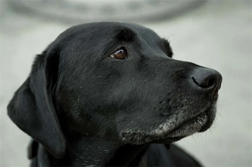 タムスロシンの効果と使い方｜犬猫の泌尿器トラブルに